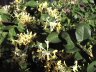 kaprifolium busk.JPG - 